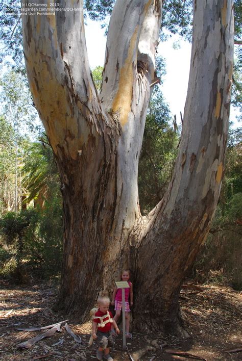 Plantfiles Pictures Eucalyptus Species Red River Gum Tree Eucalyptus Camaldulensis By Kennedyh