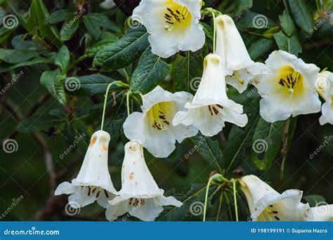 White Royal Trumpet Lily Flowers Hanging From Plant Stock Image Image