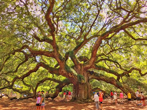 Tree That Spans Square Feet Angel Oak In Charleston South