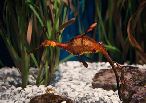 Аквариум Барселоны