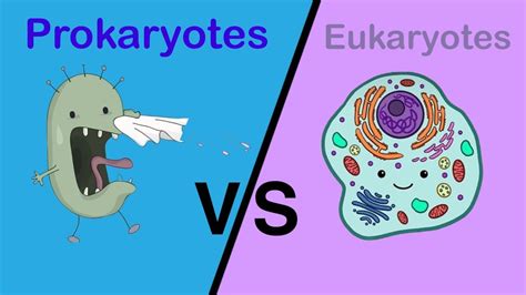 eukaryotes prokaryotes igcse biology revision biology  nash youtube