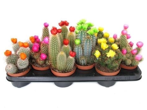 Набор из кактусов с сухими цветами 19 шт в Москве - «Коллекция Цветов»