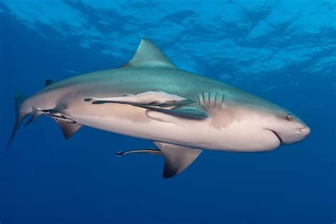 Bull Shark Size Comparison: Just How Big Do They Get? - A-Z Animals