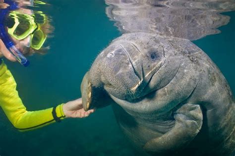 Things You Never Knew About Manatees | Reader's Digest