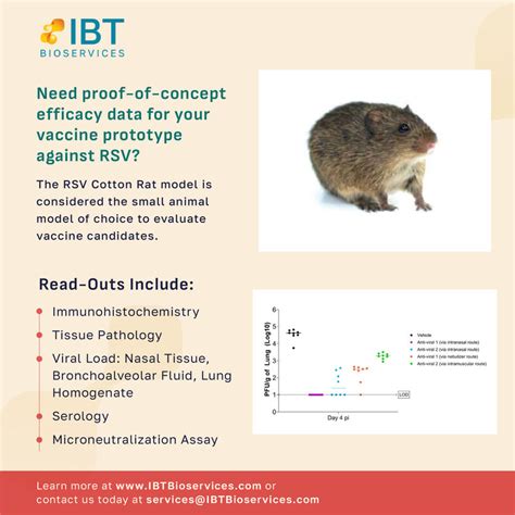 Ibt Bioservices Cotton Rat Model For Rsv Ibt Bioservices Posted On