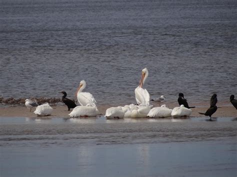 Digital Pilgrim - Pilgrimages: Sanibel Island - National Wildlife Refuge