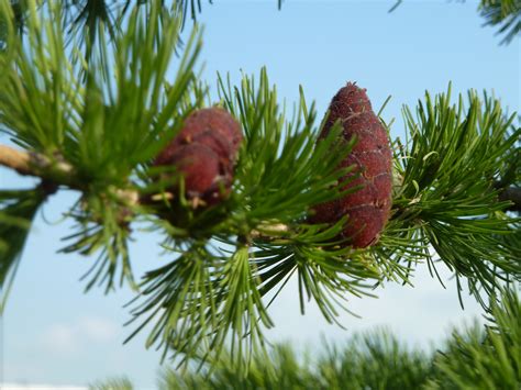 Лиственница Комарова (49 фото) - фото - картинки и рисунки: скачать ...