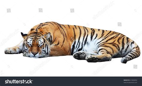 Big Isolated Tiger Sleep Stock Photo 41826052 : Shutterstock
