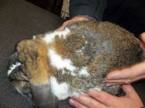 Practical PetVet®: Cheyletiellosis: Night of the Walking Dandruff