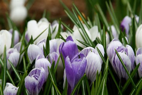 April Blooming Flowers