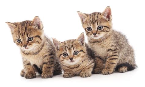 Three Little Kittens Stock Photo Image Of Little Striped 93294256