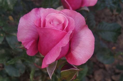 Zlatá růže 2021 | Rosa klub ČR