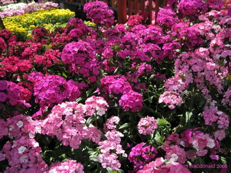 PlantFiles Pictures Dianthus Sweet William Amazon Neon Purple