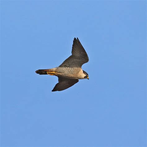 Peregrine At Devon By Steve Hopper Devon Birds