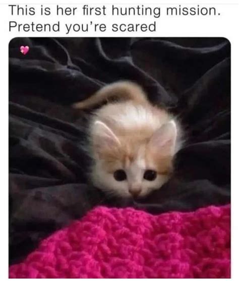 meow : r/Catmemes