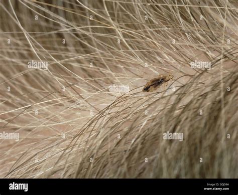 head lice   animals  hope whited blog