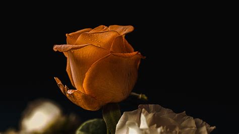 behance