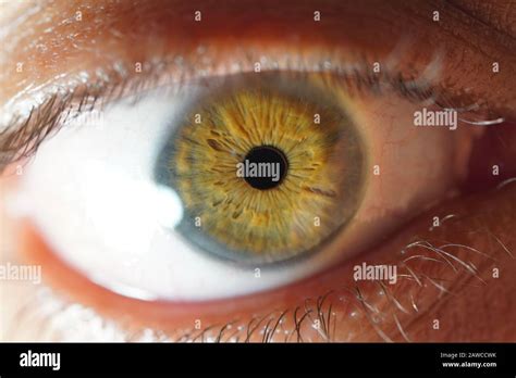 Real Human Eye Dentity Iris Stock Photo Alamy