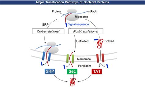 Extracellular proteins initially translocate into periplasm according... | Download Scientific ...