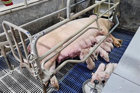 sarawak farm  singapores sole  pig supplier