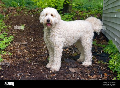 Golden Retriever Minipudel Mix
