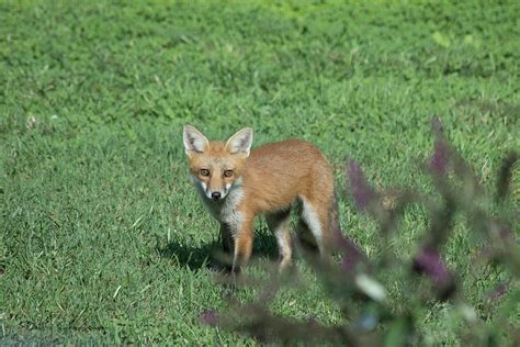 Eastern Fox Photograph By Debbie Chamberlain Fine Art America