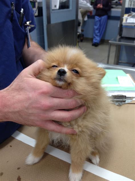 Pom Puppy at the Vet