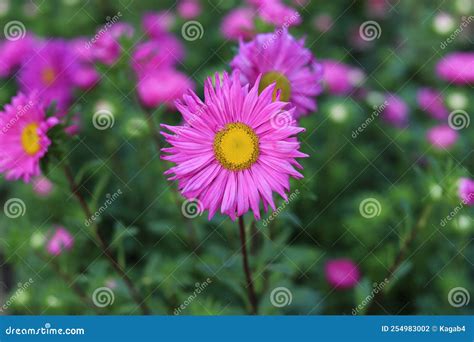 Callistephus Are China Aster And Annual Aster Royalty Free Stock Photo
