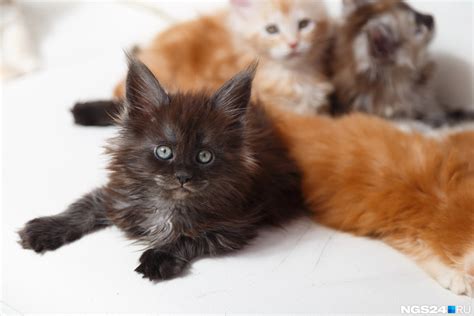 Сколько стоит кормить мейн-куна? | AnimalExpert.ru