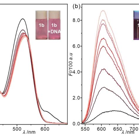 Optical Responses Of Probe B M Toward Dna G Ml In