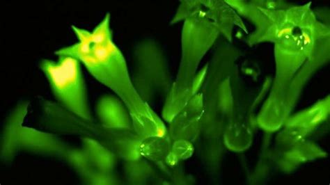 Glow-In-The-Dark Petunias Are A Real Thing - Videos from The Weather ...