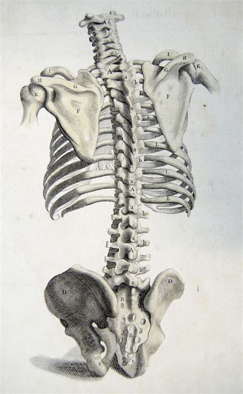 Rear view of the bones of the torso – Artofit