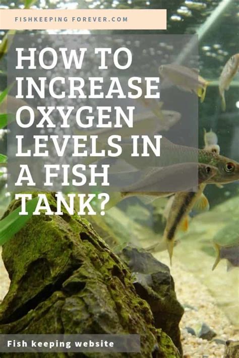 How To Increase Oxygen In A Fish Tank Fishkeeping Forever