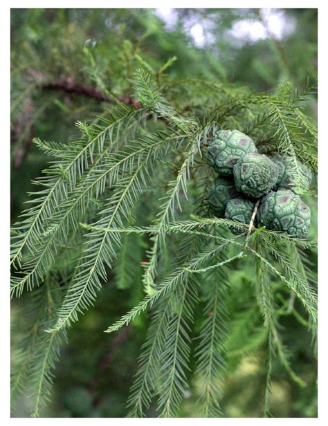 TAXODIUM distichum Cyprès chauve