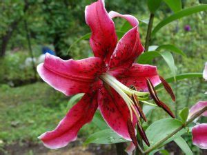 Лилия (55+ Фото) - Описание 9 Сортов, Выращивание +Отзывы