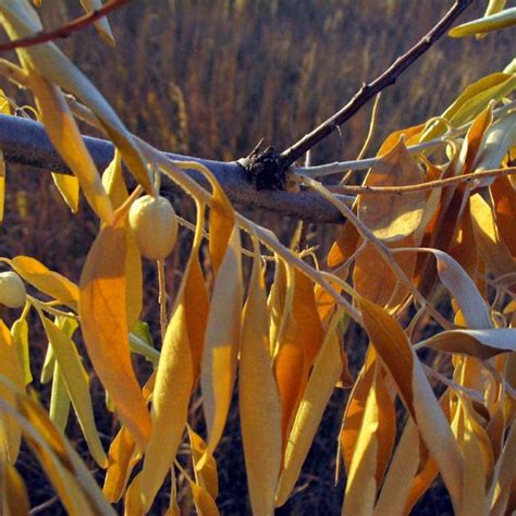 Silverberry (Elaeagnus Angustifolia) 50 seeds