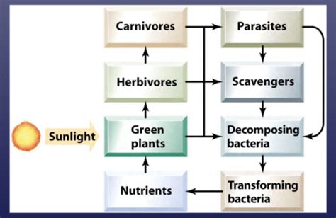 Gsc Exam Flashcards Quizlet