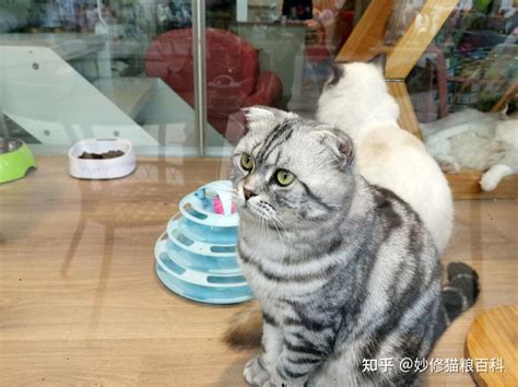 为什么“美短猫”逐渐退出宠物圈？这几点劝退了很多人 知乎