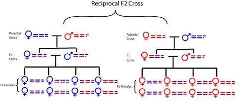 Cross schematic of a standard Reciprocal F2 Cross. Mitochondrial... | Download Scientific Diagram