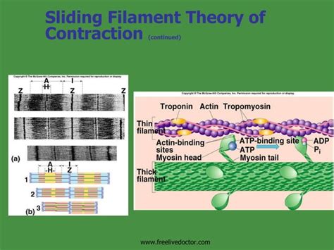Mechanism Of Muscle Contraction&Neural Control 