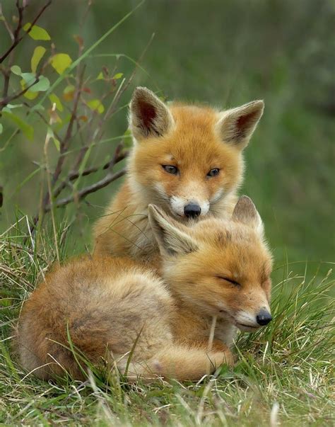 Pin by Николай Александрович on ЛИСА. | Fox pups, Animals, Baby animals