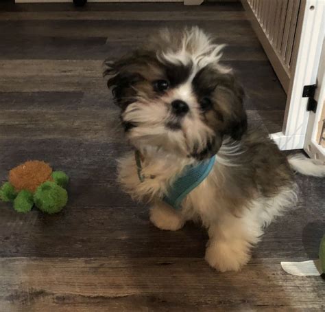 Lola And her toys. | Dogs, Animals, Lola