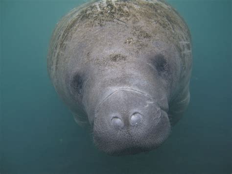 Snorkel with Manatees, River Adventures, 352-601-8992, from $70 pp
