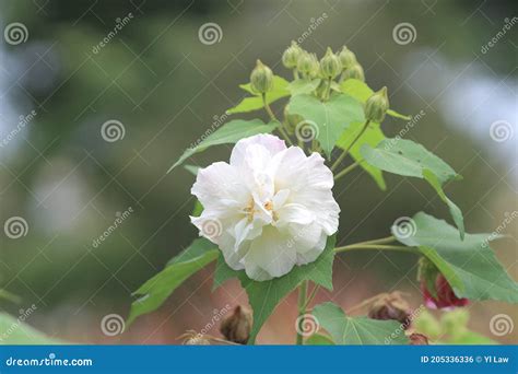 A Hibiscus Mutabilis Flower At The Garden Stock Photo Image Of Botany