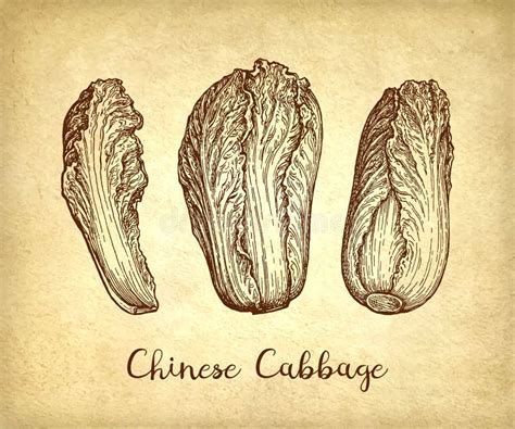 Napa Cabbage Plant Stock Illustrations 203 Napa Cabbage Plant Stock