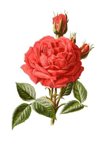 Rose Botanical Illustration