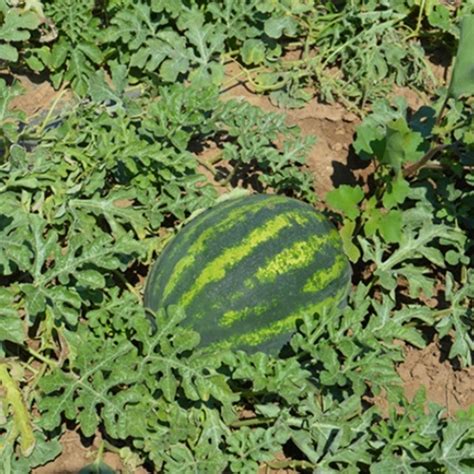 Купить Семена Enza Zaden арбуз Минерва F1 в Алматы – Магазин на Kaspi.kz