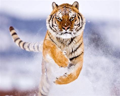 Angry Tiger Wallpapers Wallpaper Cave