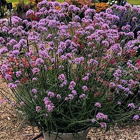 Вербена буэнос-айресская - VERBENA hybrida Vanity - рассада цветов СПб ...