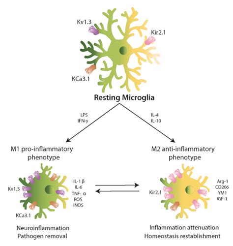 Kv In Microglia Neuroinflammatory Determinant And Promising